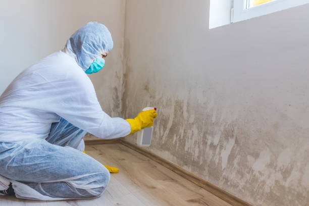 Licensed Mold Remediation service in Olney, IL - WQB Mold Removal